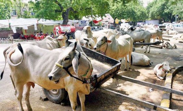 A herd of cows during a protest against cow slaughter at Jantar Mantar in New Delhi (Photo: PTI/File) A herd of cows during a protest against cow slaughter at Jantar Mantar in New Delhi (Photo: PTI/File)